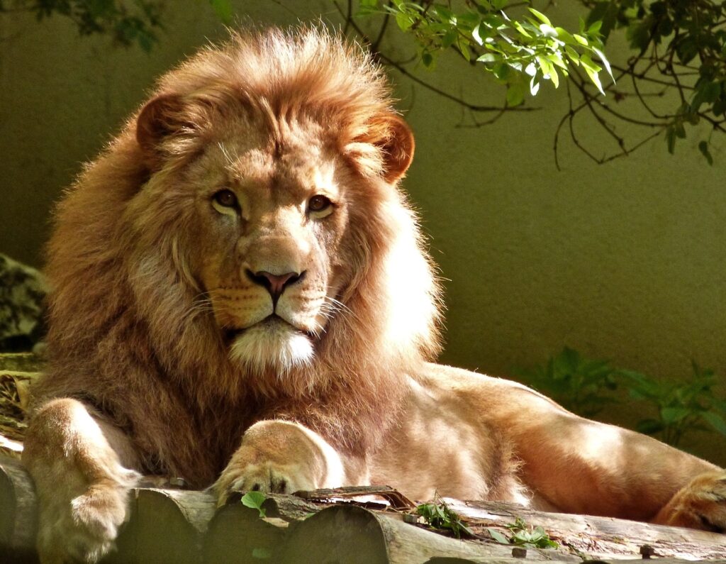 This is picture of a male lion resting on a rock.