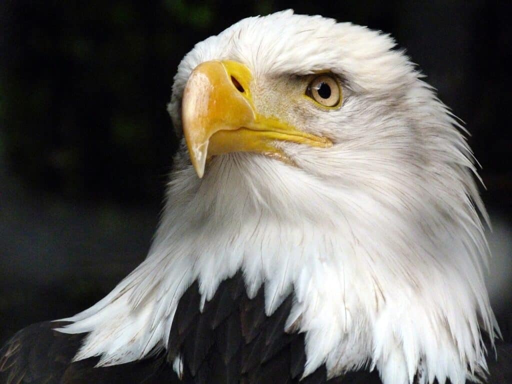 Photo of a bald eagle.